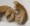 Sprouted WW Pretzel with Salt
