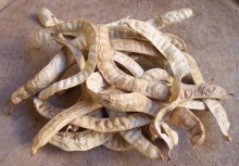 Mesquite Pods