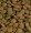 Organic Brown Lentils