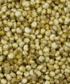 Sprouted Golden Quinoa, Organic