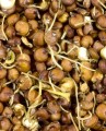 Sprouted Red Quinoa, Organic