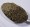 Chia Bran