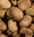Fava Beans, Organic