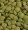 Green Lentils, Organic