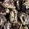 Christmas Lima Beans, Organic